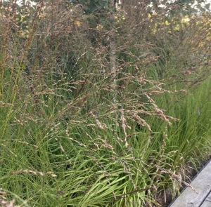Molinia caerulea - Kleines Pfeifengras – Bild 8