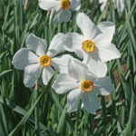 Zwiebel Narcissus poeticus Actaea – Dichter Narzisse