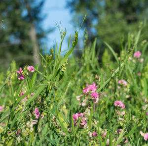 Wilde Platterbse (Lathyrus sylvestris) Saatgut – Bild 3