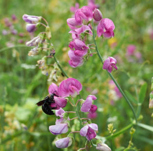 Wilde Platterbse (Lathyrus sylvestris) Saatgut – Bild 2