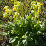 Primula veris - Echte Schlüsselblume