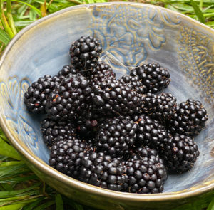 Rubus fruticosus - Stachellose Brombeere ´GROSS und SÜSS` – Bild 5