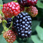 Rubus fruticosus - Stachellose Brombeere ´GROSS und SÜSS`
