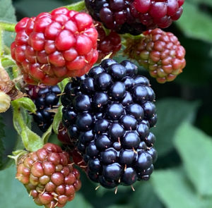 Rubus fruticosus - Stachellose Brombeere ´GROSS und SÜSS`