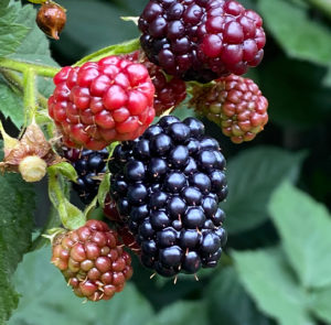 Rubus fruticosus - Stachellose Brombeere ´GROSS und SÜSS` – Bild 4