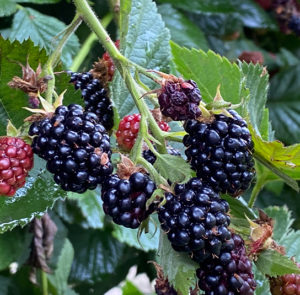 Rubus fruticosus - Stachellose Brombeere ´GROSS und SÜSS` – Bild 3