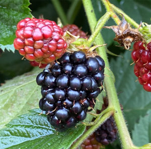 Rubus fruticosus - Stachellose Brombeere ´GROSS und SÜSS` – Bild 2