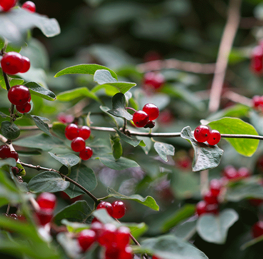 Lonicera xylosteum  Rote Heckenkirsche  Nordischer Garten Shop