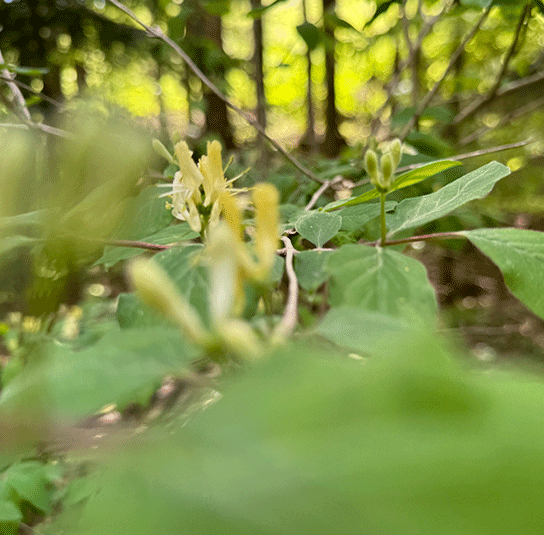 Lonicera xylosteum  Rote Heckenkirsche  Nordischer Garten Shop