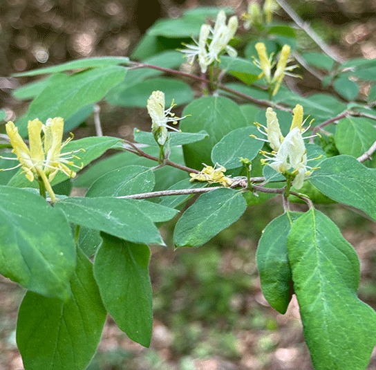 Lonicera xylosteum  Rote Heckenkirsche  Nordischer Garten Shop