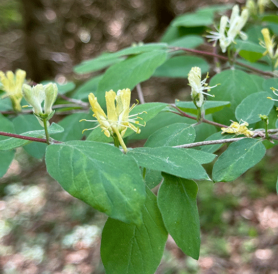 Lonicera xylosteum  Rote Heckenkirsche  Nordischer Garten Shop