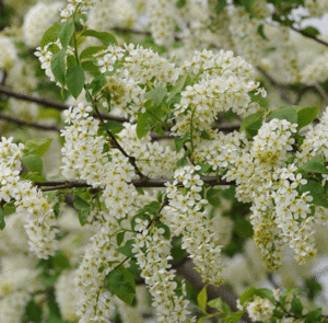 Prunus padus - Traubenkirsche – Bild 10