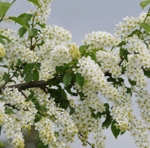 Prunus padus - Traubenkirsche – Bild 6