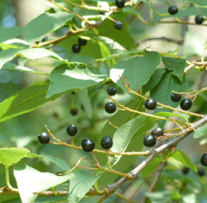 Prunus padus - Traubenkirsche – Bild 8