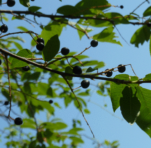 Prunus padus - Traubenkirsche – Bild 3