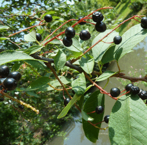 Prunus padus - Traubenkirsche – Bild 7