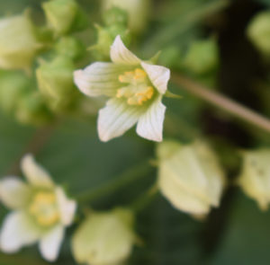 Bryonia dioica - Rotfrüchtige Zaunrübe – Bild 2