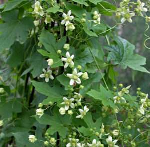 Bryonia dioica - Rotfrüchtige Zaunrübe