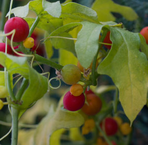 Bryonia dioica - Rotfrüchtige Zaunrübe – Bild 3
