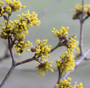 Cornus mas 'Schönbrunner Gourmet Dirndl' - Kornelkirsche, Dirndlstrauch, reichtragende Fruchtsorte – Bild 3