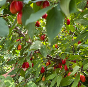 Cornus mas 'Schönbrunner Gourmet Dirndl' - Kornelkirsche, Dirndlstrauch, reichtragende Fruchtsorte – Bild 13