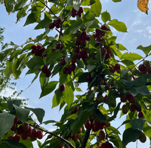 Cornus mas 'Schönbrunner Gourmet Dirndl' - Kornelkirsche, Dirndlstrauch, reichtragende Fruchtsorte – Bild 12