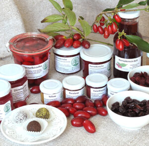 Cornus mas 'Schönbrunner Gourmet Dirndl' - Kornelkirsche, Dirndlstrauch, reichtragende Fruchtsorte – Bild 2
