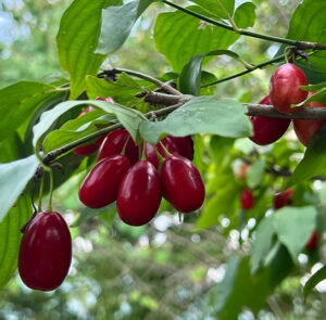 Cornus mas 'Schönbrunner Gourmet Dirndl' - Kornelkirsche, Dirndlstrauch, reichtragende Fruchtsorte – Bild 17