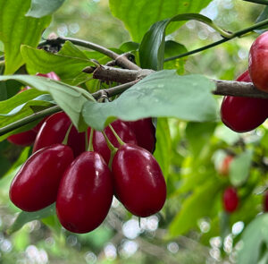 Cornus mas 'Schönbrunner Gourmet Dirndl' - Kornelkirsche, Dirndlstrauch, reichtragende Fruchtsorte – Bild 16