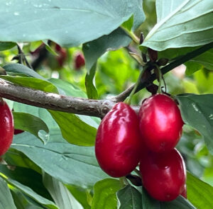 Cornus mas 'Schönbrunner Gourmet Dirndl' - Kornelkirsche, Dirndlstrauch, reichtragende Fruchtsorte – Bild 15