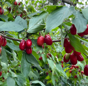 Cornus mas 'Schönbrunner Gourmet Dirndl' - Kornelkirsche, Dirndlstrauch, reichtragende Fruchtsorte – Bild 14
