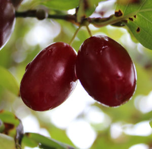 Cornus mas 'Schönbrunner Gourmet Dirndl' - Kornelkirsche, Dirndlstrauch, reichtragende Fruchtsorte – Bild 6