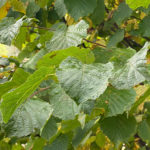 Corylus avellana - Haselnuss, Wilde Hasel, Haselnussstrauch, Wildform