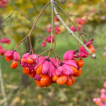 Euonymus europaeus - Pfaffenhütchen, Rotkehlchenbrot, Pfaffenkapperl, Gewöhnlicher Spindelstrauch