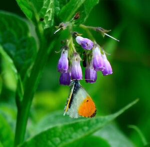 Symphytum officinale - Echter Beinwell – Bild 3
