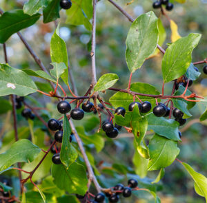 Rhamnus frangula - 'Zitronenfalterbaum' (Faulbaum) – Bild 2
