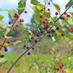 Rhamnus frangula - 'Zitronenfalterbaum' (Faulbaum)
