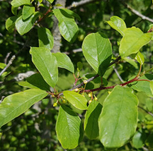 Rhamnus frangula - 'Zitronenfalterbaum' (Faulbaum) – Bild 4