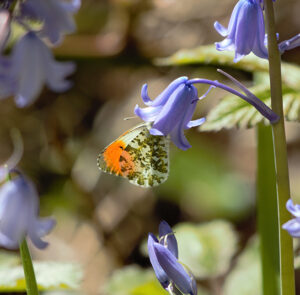 Hyacinthoides non-scripta - Garten-Hasenglöckchen (im Topf) – Bild 2