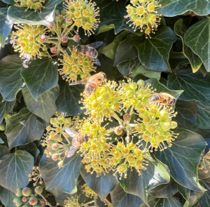 Hedera helix Arborescens - Heimischer Strauchefeu – Bild 18