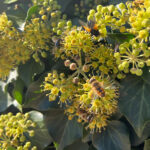 Hedera helix Arborescens - Heimischer Strauchefeu