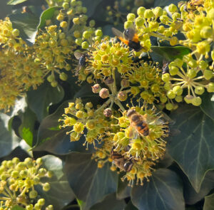 Hedera helix Arborescens - Heimischer Strauchefeu