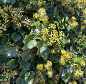 Hedera helix Arborescens - Heimischer Strauchefeu – Bild 17