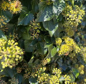 Hedera helix Arborescens - Heimischer Strauchefeu – Bild 16
