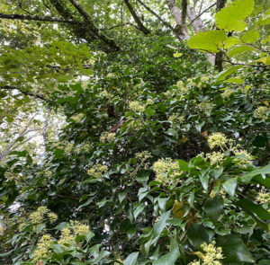 Hedera helix Arborescens - Heimischer Strauchefeu – Bild 8