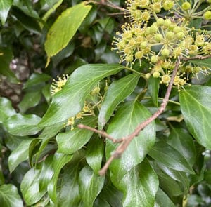 Hedera helix Arborescens - Heimischer Strauchefeu – Bild 7