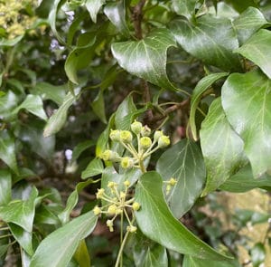 Hedera helix Arborescens - Heimischer Strauchefeu – Bild 9