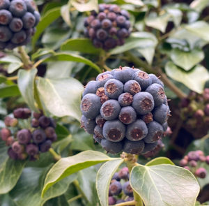 Hedera helix Arborescens - Heimischer Strauchefeu – Bild 2