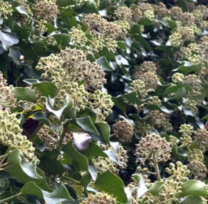 Hedera helix Arborescens - Heimischer Strauchefeu – Bild 15