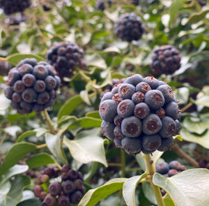 Hedera helix Arborescens - Heimischer Strauchefeu – Bild 11